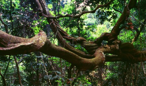 Visum Gabon