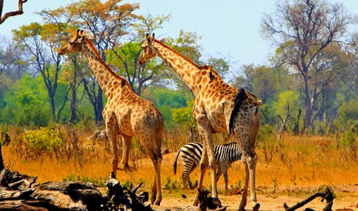 Visum Zimbabwe